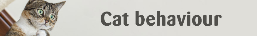 http://www.cats.org.uk/cat-care/cat-behaviour-hub